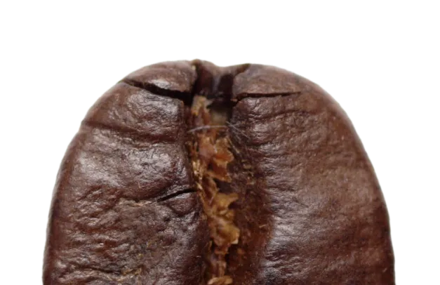 Giant Coffee Bean